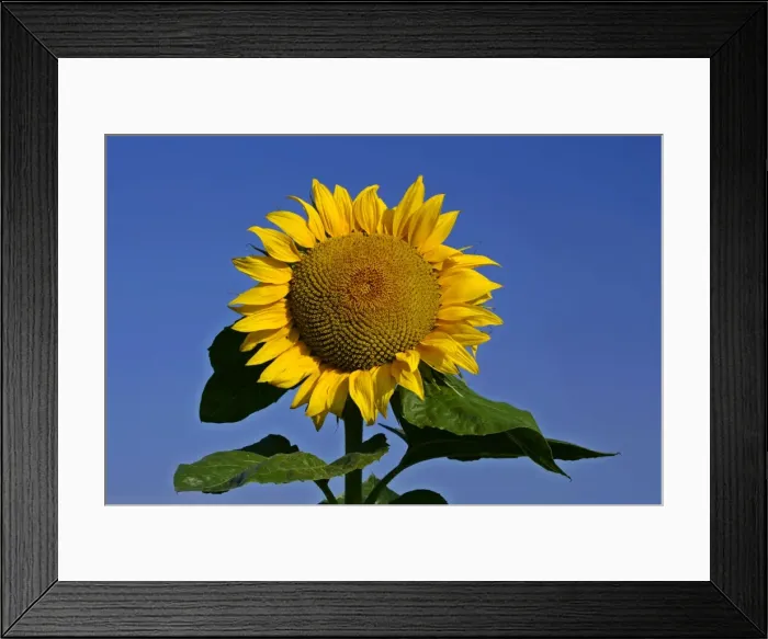 Framed Print : Sunflower single flower against blue sky Baden-Wuerttemberg, Germany Framed Print : Sunflower single flower against blue sky Baden-Wuerttemberg, Germany