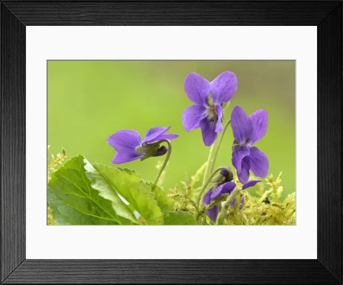 Framed Print : Sweet Violet several blossoms in spring Baden-Wuerttemberg, Germany Framed Print : Sweet Violet several blossoms in spring Baden-Wuerttemberg, Germany