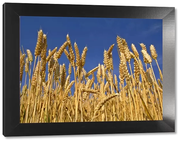 Wheat field ripe ears of wheat against blue sky Germany