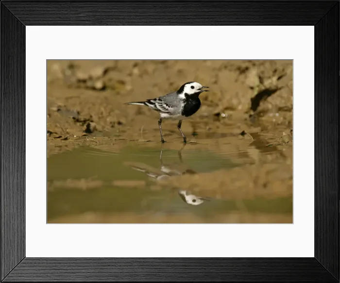 Framed Print : White Wagtail standing in rain puddle with reflection Croatia Framed Print : White Wagtail standing in rain puddle with reflection Croatia