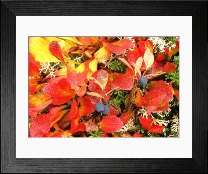Framed Print : Autumn tundra ripe blueberries with brightly coloured leaves of alpine bearberry (Arctostaphylos alpinus) Hardangervidda National Park, Telemark, Norway Framed Print : Autumn tundra ripe blueberries with brightly coloured leaves of alpine bearberry (Arctostaphylos alpinus) Hardangervidda National Park, Telemark, Norway