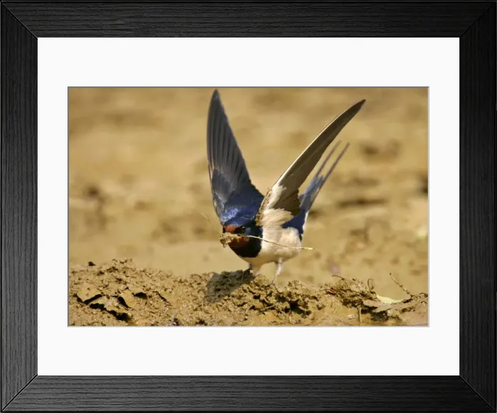 Framed Print : Barn Swallow single individual collecting clay for nest construction Croatia Framed Print : Barn Swallow single individual collecting clay for nest construction Croatia
