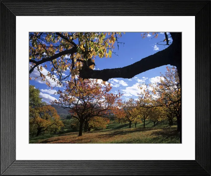 Framed Print : Cherry trees grove in autumn colours Baden-Wuerttemberg, Germany Framed Print : Cherry trees grove in autumn colours Baden-Wuerttemberg, Germany