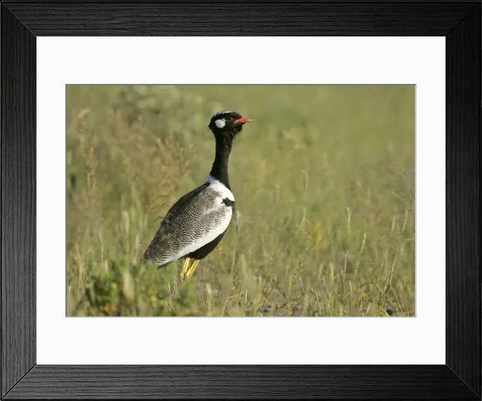 Framed Print : Black Korhaan standing in grass savanna Etosha National Park, Namibia, Africa Framed Print : Black Korhaan standing in grass savanna Etosha National Park, Namibia, Africa