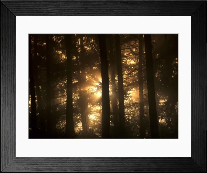 Framed Print : Mist in forest sunrays breaking through mist Baden-Wuerttemberg, Germany Framed Print : Mist in forest sunrays breaking through mist Baden-Wuerttemberg, Germany