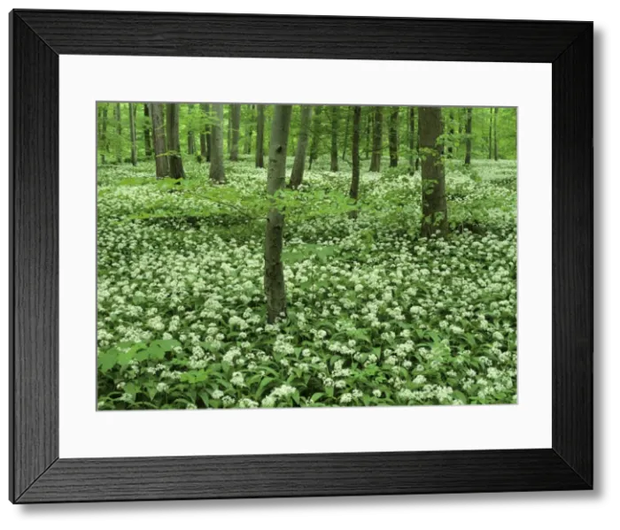 Framed Print : Spring forest with mass population of blooming bear's garlic Baden-Wuerttemberg, Germany Framed Print : Spring forest with mass population of blooming bear's garlic Baden-Wuerttemberg, Germany