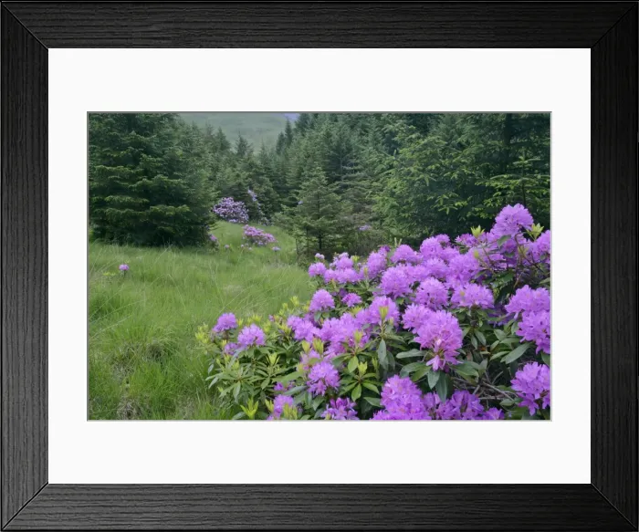 Framed Print : Rhododendron lilac coloured shrubs on forest clearing Glen Etive, Glencoe area, Highlands, Scotland, UK Framed Print : Rhododendron lilac coloured shrubs on forest clearing Glen Etive, Glencoe area, Highlands, Scotland, UK