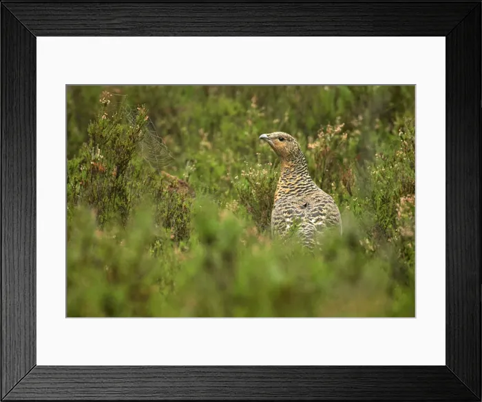 Framed Print : Capercaillie hen sitting in heather population with cobweb in autumn Dalaerna region, Sweden Framed Print : Capercaillie hen sitting in heather population with cobweb in autumn Dalaerna region, Sweden