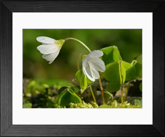 Framed Print : Common Wood Sorrel in full bloom growing on moss-covered log in forest Baden-Wuerttemberg, Germany Framed Print : Common Wood Sorrel in full bloom growing on moss-covered log in forest Baden-Wuerttemberg, Germany