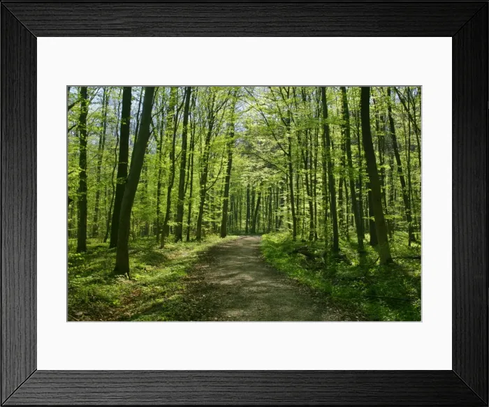 Framed Print : Spring forest with path leading through freshly sprouted deciduous forest Baden-Wuerttemberg, Germany Framed Print : Spring forest with path leading through freshly sprouted deciduous forest Baden-Wuerttemberg, Germany
