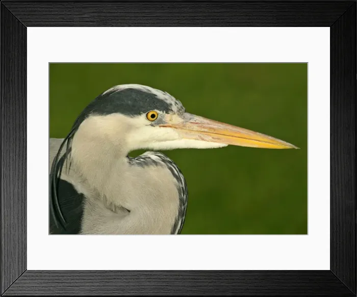Framed Print : Grey heron portrait of adult Baden-Wuerttemberg, Germany Framed Print : Grey heron portrait of adult Baden-Wuerttemberg, Germany