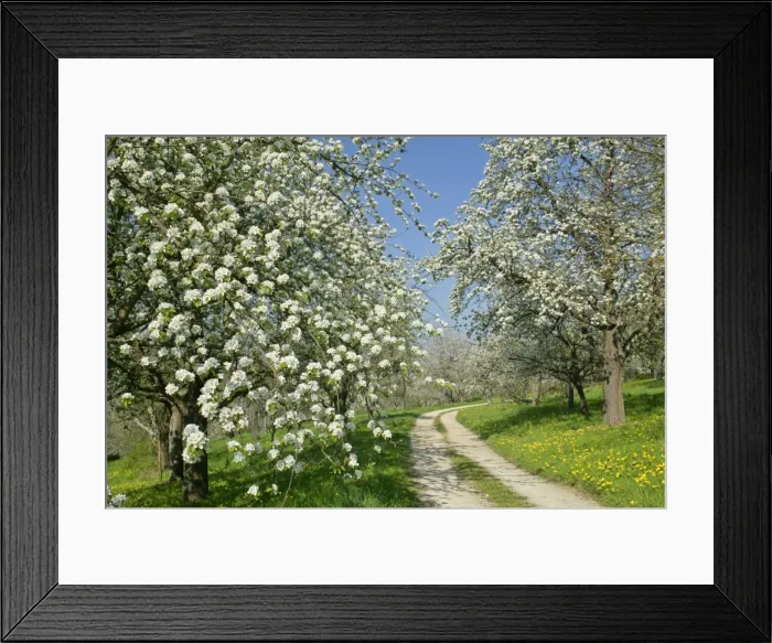 Framed Print : Country road leading through fruit tree meadows with flowering pear and cherry trees in spring Baden-Wuerttemberg, Germany Framed Print : Country road leading through fruit tree meadows with flowering pear and cherry trees in spring Baden-Wuerttemberg, Germany