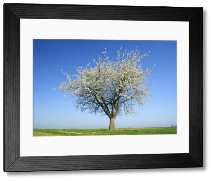 Framed Print : Cherry tree single flowering cherry tree with country road passing by Baden-Wuerttemberg, Germany Framed Print : Cherry tree single flowering cherry tree with country road passing by Baden-Wuerttemberg, Germany