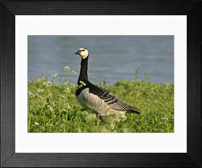 Framed Print : Barnacle Goose alert adult in spring meadow at lakeshore Park of Nymphenburg castle, Bavaria, Germany Framed Print : Barnacle Goose alert adult in spring meadow at lakeshore Park of Nymphenburg castle, Bavaria, Germany