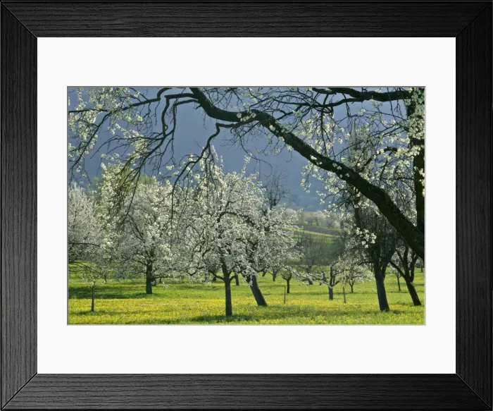 Framed Print : Fruit tree meadow with flowering plum, pear and cherry trees and dandelions in early spring Baden-Wuerttemberg, Germany Framed Print : Fruit tree meadow with flowering plum, pear and cherry trees and dandelions in early spring Baden-Wuerttemberg, Germany