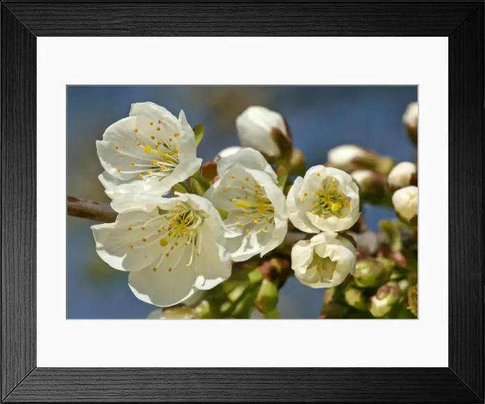 Framed Print : Cherry tree detail of a twig in full bloom in early spring Baden-Wuerttemberg, Germany Framed Print : Cherry tree detail of a twig in full bloom in early spring Baden-Wuerttemberg, Germany