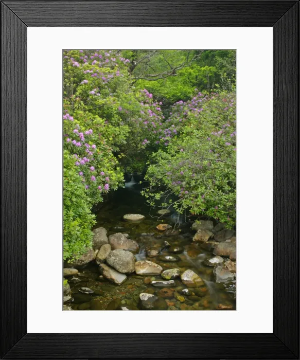 Framed Print : wild brook in forest with lilac coloured rhododendron stand Glen Etive, Glencoe area, Highlands, Scotland, UK Framed Print : wild brook in forest with lilac coloured rhododendron stand Glen Etive, Glencoe area, Highlands, Scotland, UK