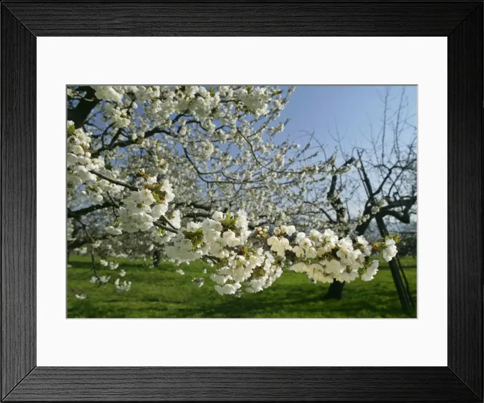 Framed Print : Cherry tree in full bloom in early spring Baden-Wuerttemberg, Germany Framed Print : Cherry tree in full bloom in early spring Baden-Wuerttemberg, Germany