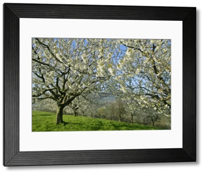 Framed Print : Fruit tree meadow flowering cherry trees in early spring Baden-Wuerttemberg, Germany Framed Print : Fruit tree meadow flowering cherry trees in early spring Baden-Wuerttemberg, Germany