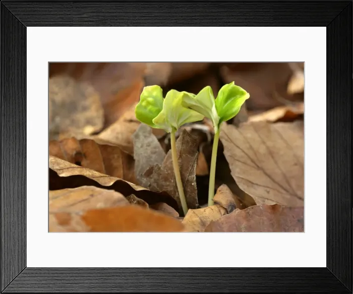 Framed Print : Beech shoot pushing it's way through a layer of dried up leaves in early spring Baden-Wuerttemberg, Germany Framed Print : Beech shoot pushing it's way through a layer of dried up leaves in early spring Baden-Wuerttemberg, Germany