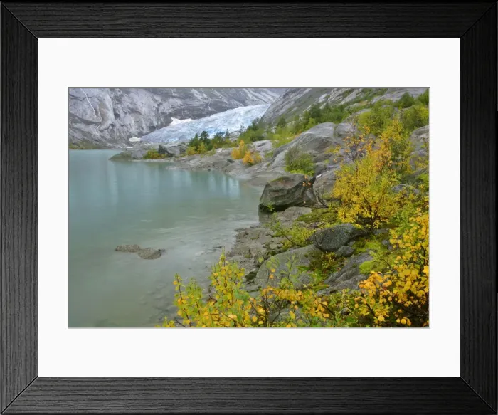 Framed Print : Inland glacier with colouful birches and glacier lake in autumn Nigardsbreen, Jotunheimen National Park, Norway Framed Print : Inland glacier with colouful birches and glacier lake in autumn Nigardsbreen, Jotunheimen National Park, Norway