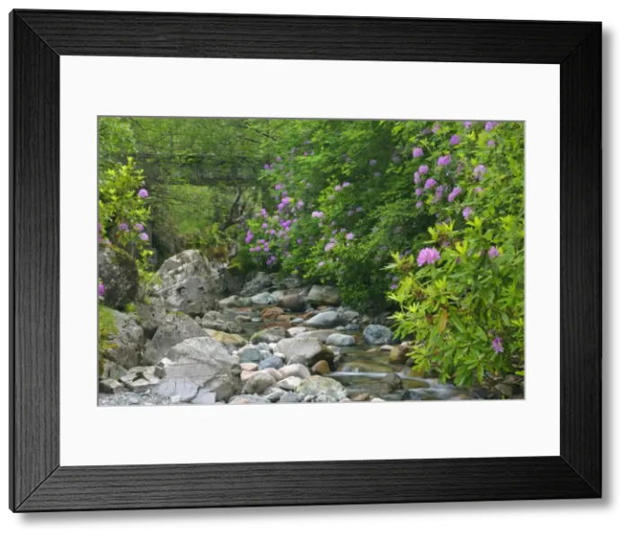 Framed Print : wild brook in forest with lilac coloured rhododendron stand Glen Etive, Glencoe area, Highlands, Scotland, UK Framed Print : wild brook in forest with lilac coloured rhododendron stand Glen Etive, Glencoe area, Highlands, Scotland, UK
