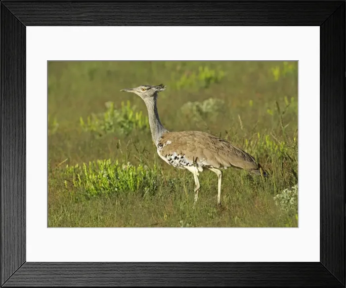 Framed Print : Kori Bustard standing in grass savanna Etosha National Park, Namibia, Africa Framed Print : Kori Bustard standing in grass savanna Etosha National Park, Namibia, Africa