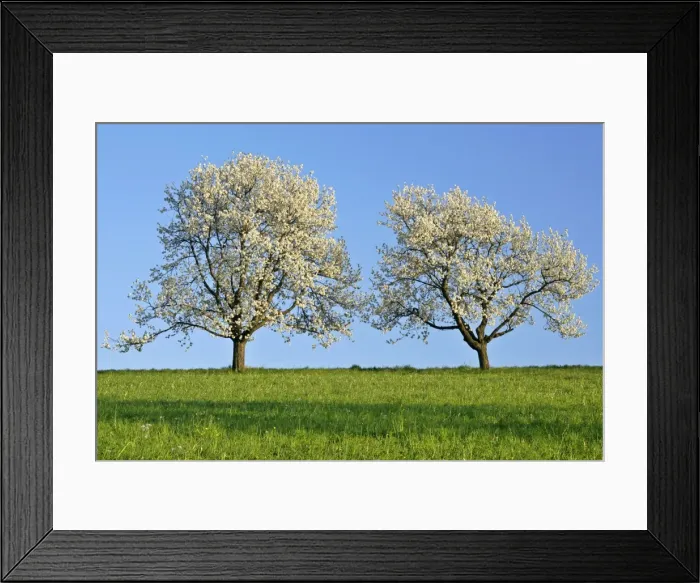 Framed Print : Cherry trees two flowering cherry trees in a row against blue sky in early spring Baden-Wuerttemberg, Germany Framed Print : Cherry trees two flowering cherry trees in a row against blue sky in early spring Baden-Wuerttemberg, Germany