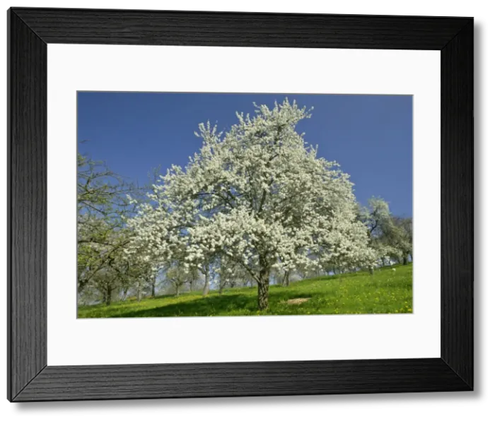 Framed Print : Flowering Plum tree on fruit tree meadow in early spring Baden-Wuerttemberg, Germany Framed Print : Flowering Plum tree on fruit tree meadow in early spring Baden-Wuerttemberg, Germany
