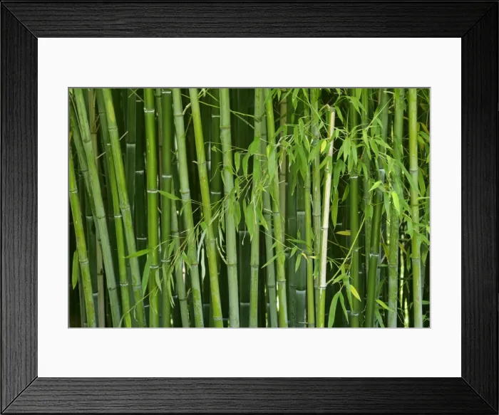 Framed Print : Bamboo forest with densely packed stipes with almost only the stipes visible Baden-Wuerttemberg, Germany Framed Print : Bamboo forest with densely packed stipes with almost only the stipes visible Baden-Wuerttemberg, Germany