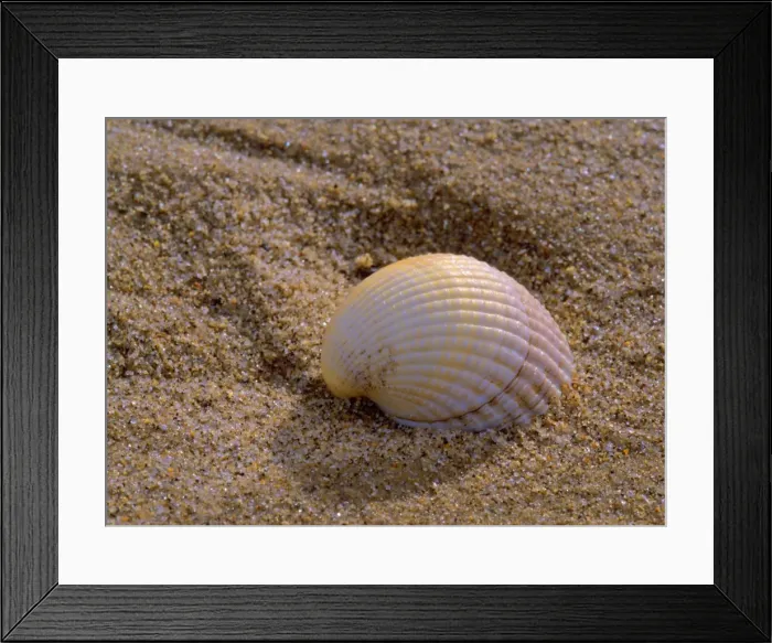 Framed Print : Striped venus clam embedded in sand Lincolnshire coast, England, UK Framed Print : Striped venus clam embedded in sand Lincolnshire coast, England, UK