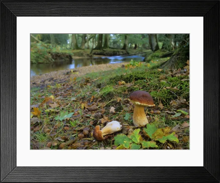 Framed Print : King bolete growing in old oak forest with river in autumn New Forest National Park, Hampshire, England, UK Framed Print : King bolete growing in old oak forest with river in autumn New Forest National Park, Hampshire, England, UK
