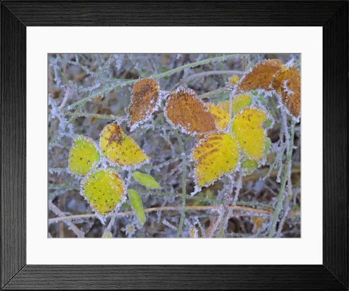 Framed Print : frosty leaves colourful turned blackberry leaves in autumn Baden-Wuerttemberg, Germany