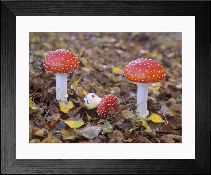 Framed Print : Fly agaric several individuals growing in birch forest New Forest National Park, Hampshire, England, UK Framed Print : Fly agaric several individuals growing in birch forest New Forest National Park, Hampshire, England, UK