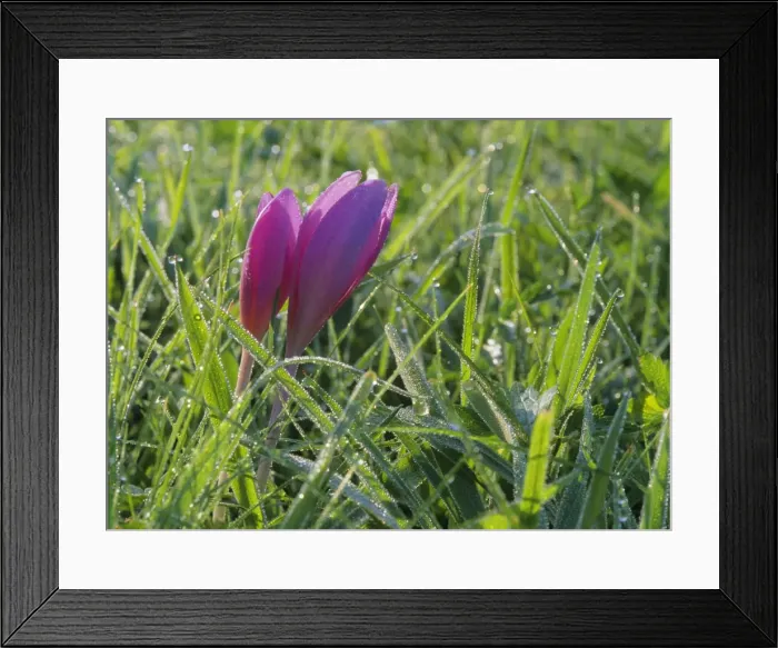 Framed Print : Autumn crocus growing on meadow covered with morning dew Baden-Wuerttemberg, Germany Framed Print : Autumn crocus growing on meadow covered with morning dew Baden-Wuerttemberg, Germany