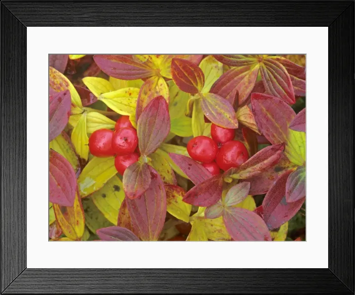 Framed Print : Eurasian Dwarf Cornel with berries and colourful autumn foliage Hardangervidda National Park, Norway