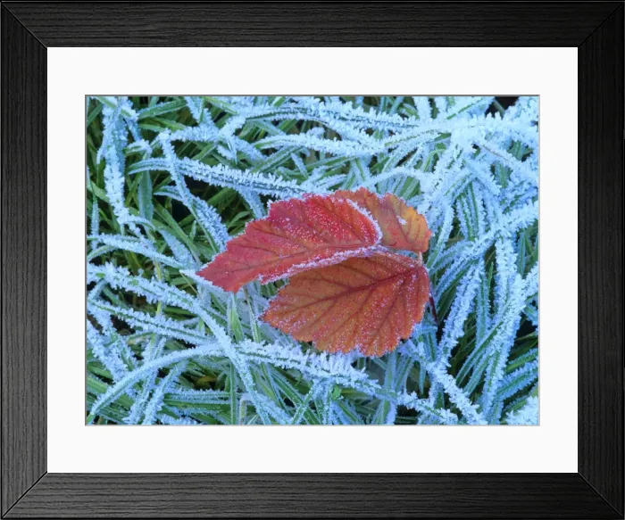 Framed Print : Blackberry leaf in autumn colour amidst frost-covered grass Baden-Wuerttemberg, Germany Framed Print : Blackberry leaf in autumn colour amidst frost-covered grass Baden-Wuerttemberg, Germany
