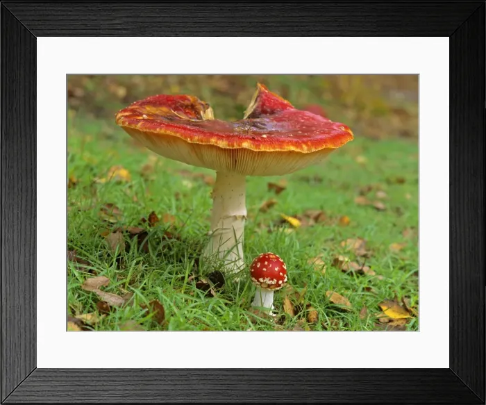 Framed Print : Fly agaric old and very big individual providing shelter for a very young and small one New Forest National Park, Hampshire, England, UK Framed Print : Fly agaric old and very big individual providing shelter for a very young and small one New Forest National Park, Hampshire, England, UK