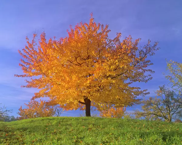 Cherry tree with brightly yellow coloured autumn foliage Baden-Wuerttemberg, Germany