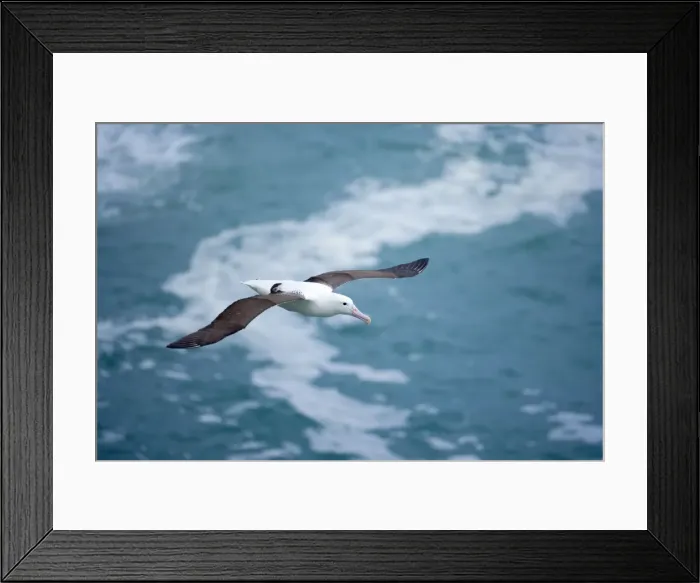 Framed Print : Royal Albatross soaring above the ocean Taiaroa Head, Otago, South Island, New Zealand Framed Print : Royal Albatross soaring above the ocean Taiaroa Head, Otago, South Island, New Zealand
