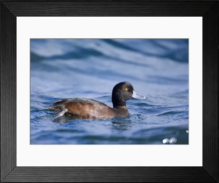 Framed Print : New Zealand Scaup swimming in freshwater lake Lake Rotoaria, Tongariro, North Island, New Zealand Framed Print : New Zealand Scaup swimming in freshwater lake Lake Rotoaria, Tongariro, North Island, New Zealand