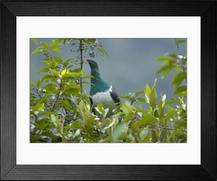 Framed Print : New Zealand Pigeon sitting in a tree feeding on berries Westland National Park, West Coast, South Island, New Zealand Framed Print : New Zealand Pigeon sitting in a tree feeding on berries Westland National Park, West Coast, South Island, New Zealand