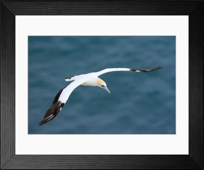 Framed Print : Australasian Gannet in flight soaring above the ocean Muriwai Regional Park, Auckland, North Island, New Zealand Framed Print : Australasian Gannet in flight soaring above the ocean Muriwai Regional Park, Auckland, North Island, New Zealand