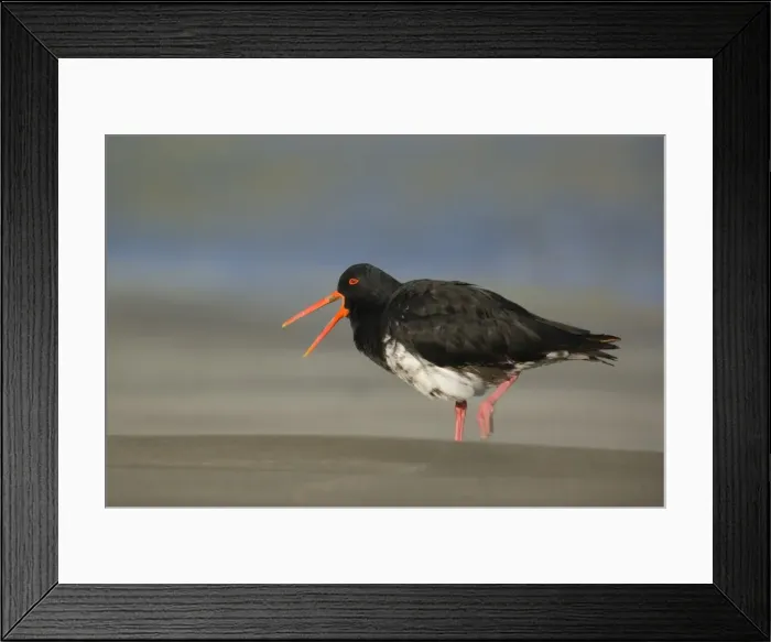 Framed Print : Northern or Variable Oystercatcher strolling on beach crying out Coromandel Peninsula, North Island, New Zealand