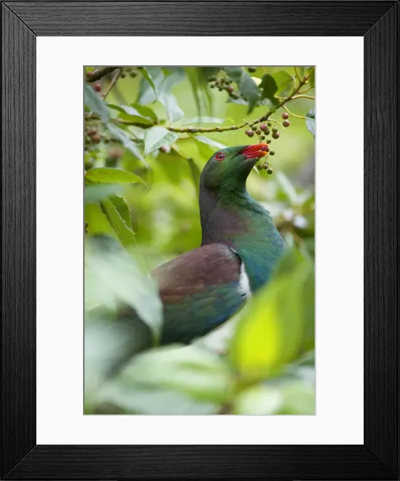 Framed Print : New Zealand Pigeon portrait of an adult one sitting in a tree feeding on berries Westland National Park, West Coast, South Island, New Zealand Framed Print : New Zealand Pigeon portrait of an adult one sitting in a tree feeding on berries Westland National Park, West Coast, South Island, New Zealand
