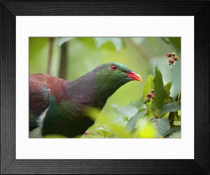 Framed Print : New Zealand Pigeon portrait of an adult one sitting in a tree about to feed on berries Westland National Park, West Coast, South Island, New Zealand Framed Print : New Zealand Pigeon portrait of an adult one sitting in a tree about to feed on berries Westland National Park, West Coast, South Island, New Zealand
