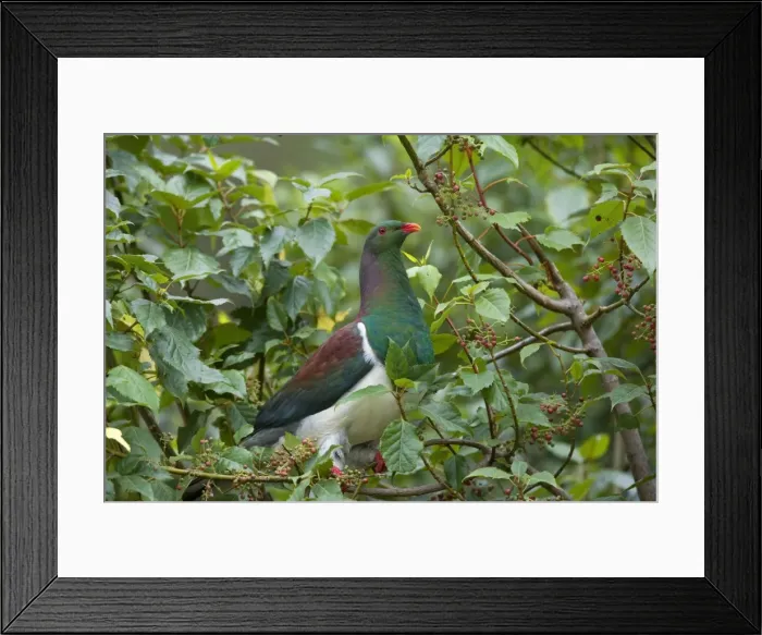 Framed Print : New Zealand Pigeon sitting in a tree about to feed on berries Westland National Park, West Coast, South Island, New Zealand Framed Print : New Zealand Pigeon sitting in a tree about to feed on berries Westland National Park, West Coast, South Island, New Zealand
