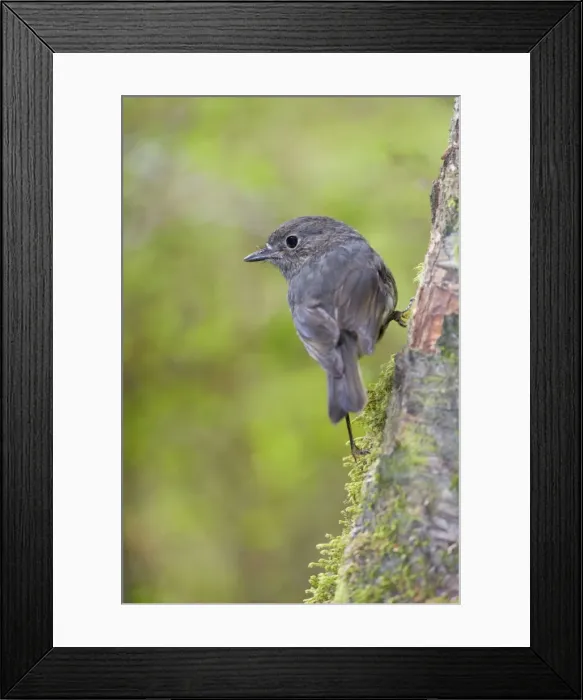 Framed Print : South Island Robin adult clinging to a tree in lush temperate rainforest Fjordland National Park, South Island, New Zealand Framed Print : South Island Robin adult clinging to a tree in lush temperate rainforest Fjordland National Park, South Island, New Zealand