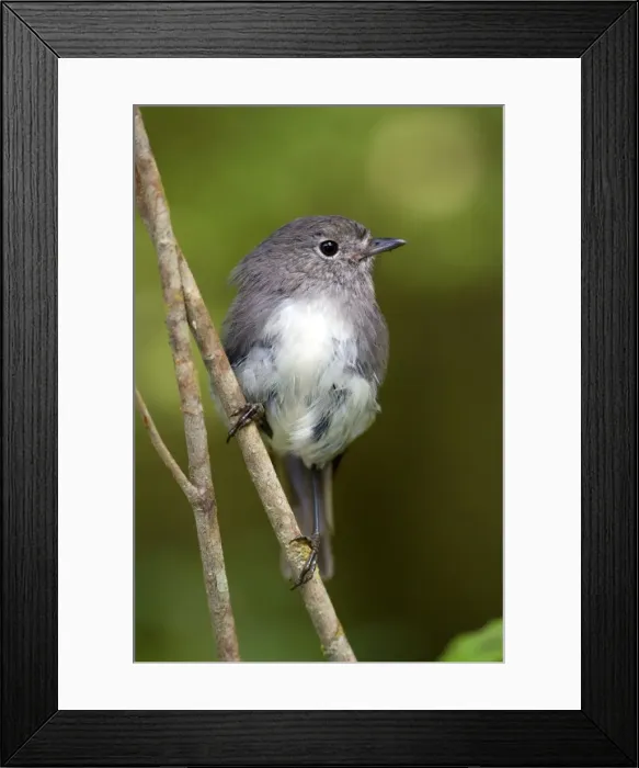 Framed Print : South Island Robin adult sitting on a twig in lush temperate rainforest Fjordland National Park, South Island, New Zealand Framed Print : South Island Robin adult sitting on a twig in lush temperate rainforest Fjordland National Park, South Island, New Zealand