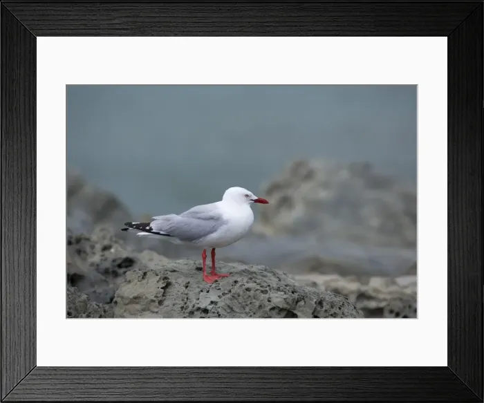 Framed Print : Red-billed Gull adult one sitting on weathered rock looking out Kaikoura, Canterbury, South Island, New Zealand Framed Print : Red-billed Gull adult one sitting on weathered rock looking out Kaikoura, Canterbury, South Island, New Zealand
